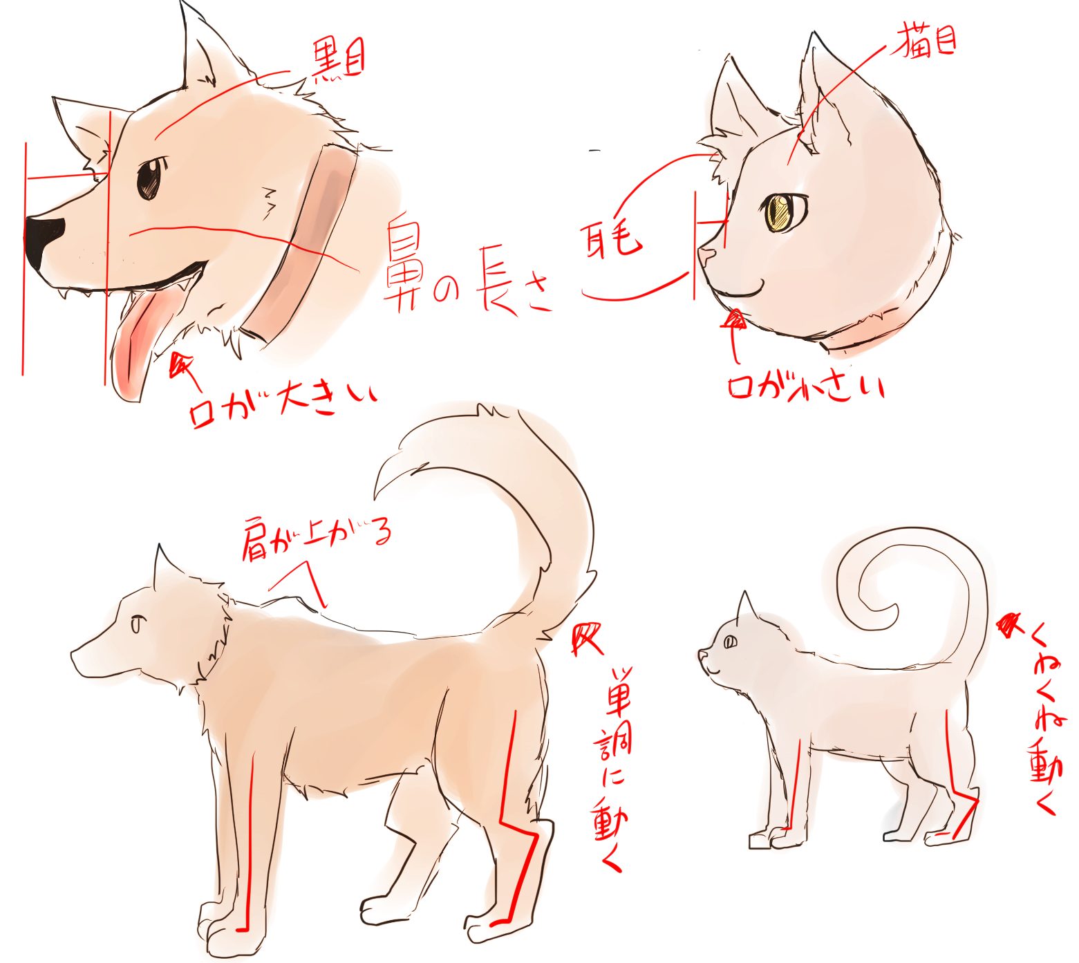 犬や猫ってどうやって描くの 簡単な動物の描き方とは Kiwi箱