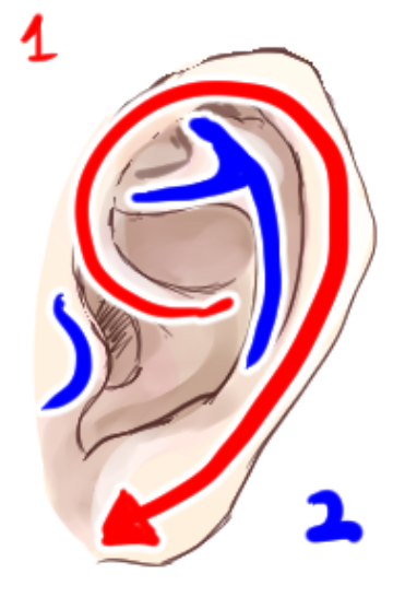 実は適当に描きがち 基本的な耳の描き方とは Kiwi箱